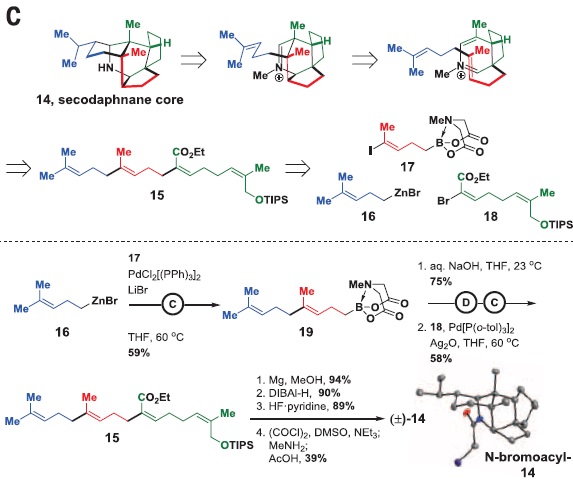 Figure 3. Retrosynthesis and synthesis of secodaphnane core via iterative couplings. | Credit: Burke et al. (2015)