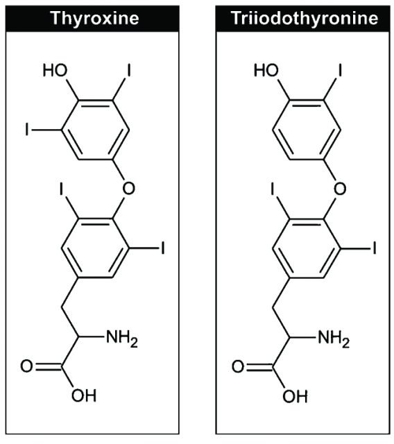Figure 1. Schematic representation of thyroxine (T4) and triiodothyronine (T3). | Credit: Rohner et al 2014