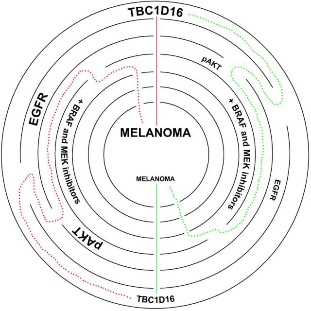 Figure 1. Epigenetic reactivation of a cryptic TBC1D16 isoform conducts vesicle trafficking restructuration in melanoma affecting to response to target therapies.