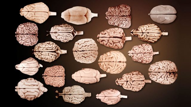 Comparative mammalian brain collection | Credit: Cho (2015) / Science magazine