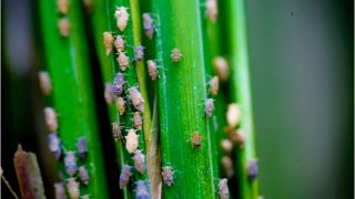 Genetic engineering of insect-free plants