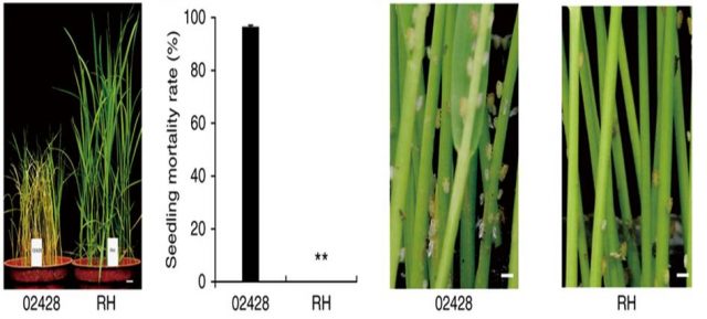 Figure2. Comparison of BPH resistance in the Bph3-containing Rathu Heenati (RH) rice variety and the susceptible japonica cultivar 02428 | Credit: modified from Li et al. (2015).