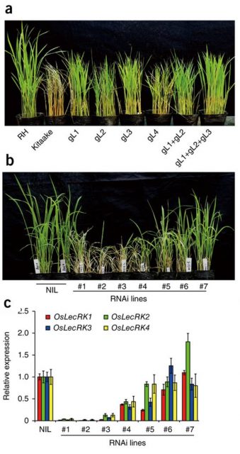 Figure 4. a) Image showing partial BPH resistance of Kitaake plants transformed with OsLecRK1–OsLecRK4 genomic sequences (gL1, gL2, gL3 and gL4 respectively). RH, Rathu Heenati resistant variety b) Image of seven representative RNAi seedlings damaged by BPH infestation. c) OsLecRK gene expression in the RNAi transgenic lines. | Credit: modified from Li et al. (2015).