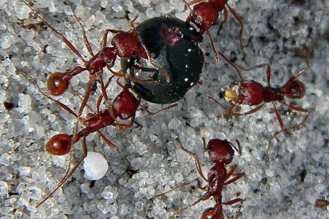 Lazy-ants-slack-off-while-their-comrades-work-extra-hard