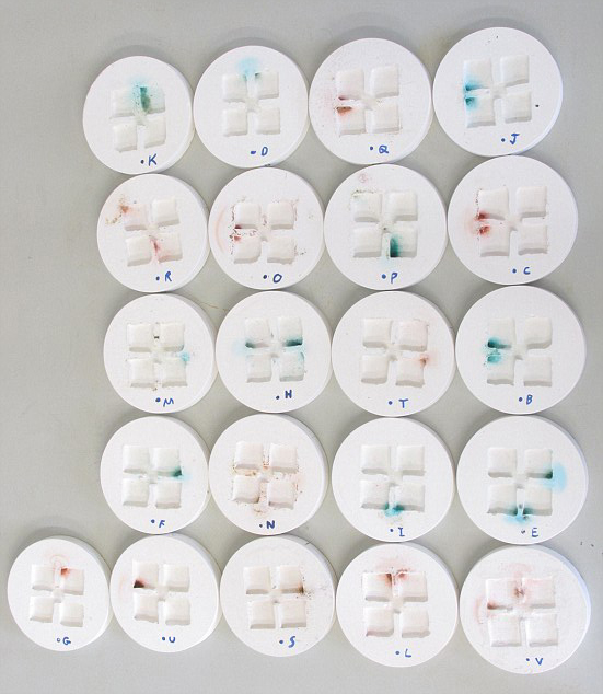 Plaster colonies with stained fecal areas. | Credit: Czaczkes at al (2015)