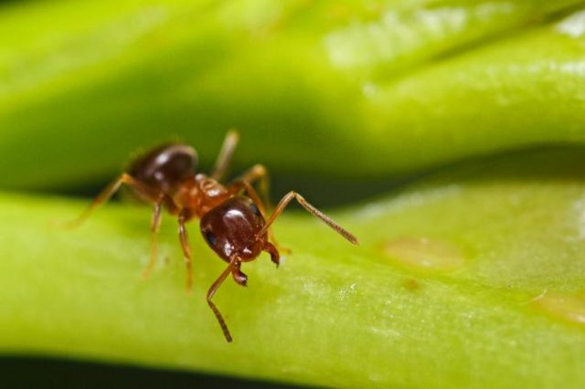 Black garden ant. | Credit: Alamy Blickwinkel. National Geographic.