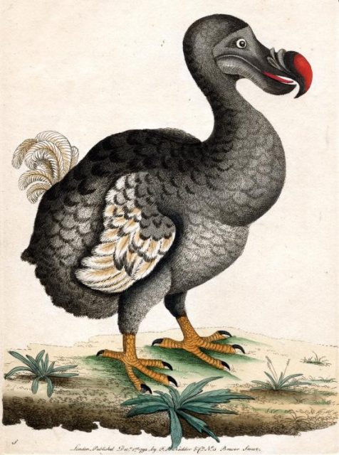 Figure 2. Dodo, the last specimen was registered in the 15th century. Some animal species that went extinct in the past might find their way back to life. Complete genomes made available through sequencing of ancient DNA recovered by molecular paleontologists are the first step to resurrect disappeared specimens.|Credit: Wikimedia Commons Wikipedia.