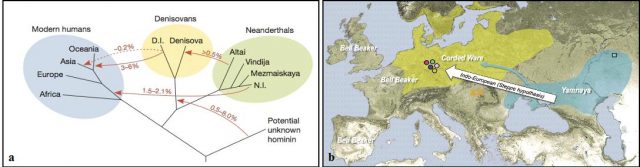 Figure 1. Comprehensive analyses of ancient DNA found at archaeological sites are helping us understand how the first humans coming out of Africa spread across the world, adapted to different climates, and followed divergent but parallel –and frequently interacting- evolutionary paths. (a) Recent studies on human remains have reshaped the tree of human evolution by documenting the different human lineages derived from the first expeditions outwards from Africa 400,000 years ago (red arrows indicate percentages of gene transfer as a result of interbreeding; Credit: Prüfer K, et al. (2014). (b) Spreading of archaic central European Yamnaya people would have contributed the spreading of Indo-European languages in the Bronze Age. | Credit: Haak W, et al (2015).