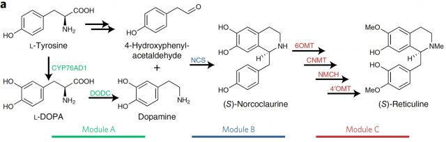 Figure 1. The (S)-reticuline pathway. 4-HPAA is produced natively in S. cerevisiae from L-tyrosine. CYP76AD1 refers to the tyrosine hydroxylase from the sugar beet B. vulgaris, which here was heterologously expressed. | Credit: DeLoache, W. C. et al. (2015)