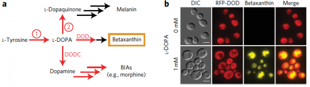 Figure 2. (a) L-Dopa is produced from L-Tyrosine by tyrosine hydroxylases (activity 1). With L-DOPA as staring metabolite it is suitable BIAs production by DOPA decarboxylases (DODC). But some kinds of tyrosine hydroxylases bear a DOPA oxidase secondary activity (activity 2) that derivates an undesirable pathway to melanin. DOPA dioxygenase (DOD) converts L-DOPA into the fluorescent, yellow pigment betaxanthin. Red arrows are enzymatic reactions; black arrows are spontaneous reactions. (b) Fluorescence microscopy of yeast cells growing in medium with and without L-DOPA and expressing DOD fused with red fluorescent protein (RFP). | Credit: DeLoache, W. C. et al. (2015)