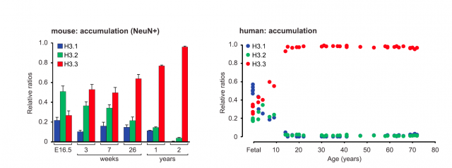 Figure 2. The relative abundance of each histone H3 subclass was quantified by mass spectrometry both in neuronal cells from mice (left) and from human brains (right). The finding in both cases was the same: relative abundance of H3.3 increases with age, until it is the predominant subtype in adult neurons. | Credit: Maze et al (2015)