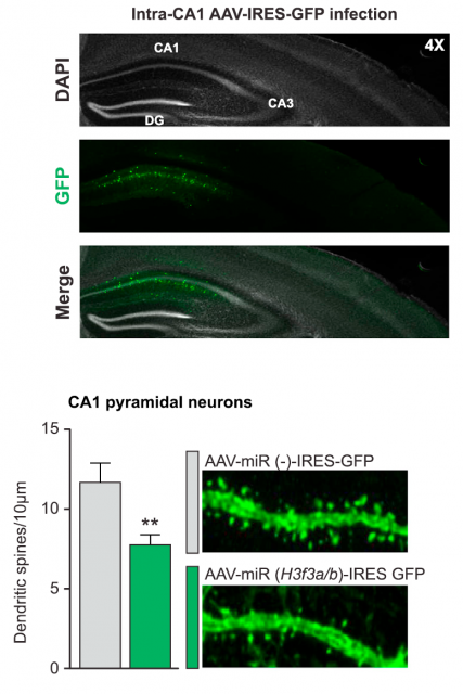 Figure 3. Mouse hipoccampal neurons were infected with GFP-tagged silencing miRNAs which target the genes encoding H3.3 forms (H3f3a and H3f3b). The upper image shows the successful expression of control and silencing miRNAs in the desired regions, and the above image shows the effect on dendritic spines of the infected neurons, remarkably lower in number. | Credit. Maze et al (2015)