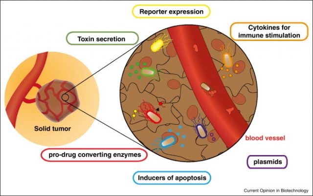 Figure 2. The scheme shows common approaches in bacterial therapies against tumors. Bacteria preferentially accumulate and replicate within solid tumors allowing localized expression of toxins to kill tumor cells, cytokines to potentiate immune system or reporter genes to visualize where are the bacteria. Also, they can express pro-drug converting enzymes, converting unreflective pro-drugs locally into effective drugs. | Credit: Piñero-Lambea, C et al (2015). 