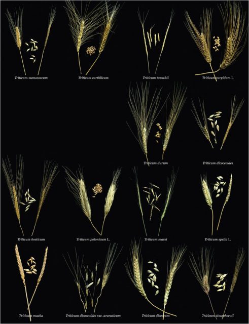 Figure 1. Ancestral wheat varieties and species believed to be the closest living relatives of Triticum aestivum, modern bread wheat | Credit: Eversole et al., (2014)