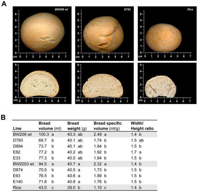 Figure 2. Physical properties of loaves and slices of wild-type BW208 wheat, reduced-gliadin wheat line D793, and rice | Credit: Gil-Humanes et al., (2014)