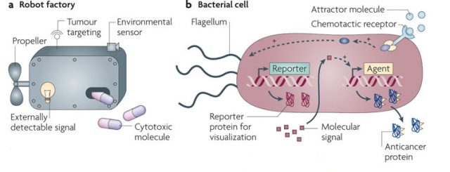 Figure 1. a | The perfect cancer therapy could be imagined as a 'robot factory' that could carry out six important functions: target tumors, produce cytotoxic molecules, self-propel, respond to triggering signals, sense the local environment and produce externally detectable signals. b | Bacteria have biological mechanisms to carry out these functions: gene translation machinery to produce anticancer proteins (dark blue); flagella to move; specific gene promoter regions to respond to molecular signals (red squares); chemotactic receptors (blue); and machinery to produce detectable molecules (red). | Credit: Modified from Forbes NS (2010).