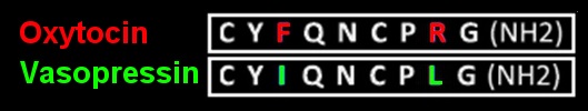 Aminoacid sequence of Oxytocin and Vasopressin
