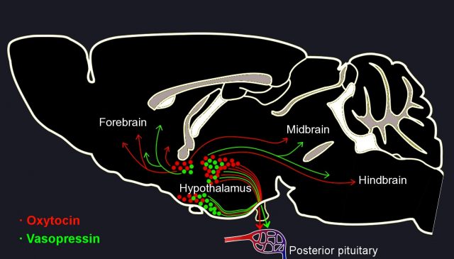 Sagittal section of the mouse brain.Coloured circles represent nonapeptidergic neurons and arrows represent their axons traveling to the pituitary or within the central nervous system.