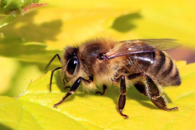 Honey bee (Apis mellifera) | Credit: Wikimedia Commons