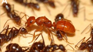 Chemical warfare and slave-maker ants