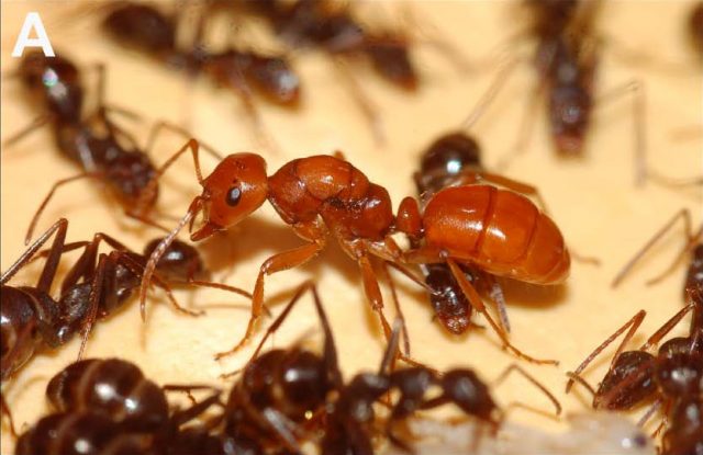 Slave-maker ant Polyergus lucidus with host Formica archboldi