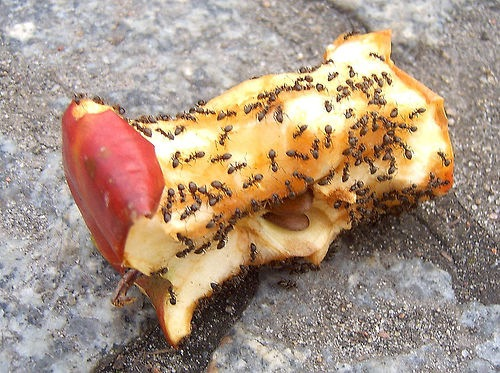 apple_with_ants-resized-600