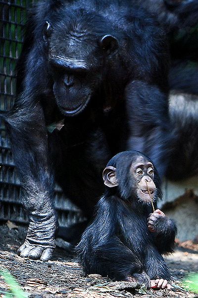 Figure 1. Chimpanzee | Credit: Wikimedia Commons