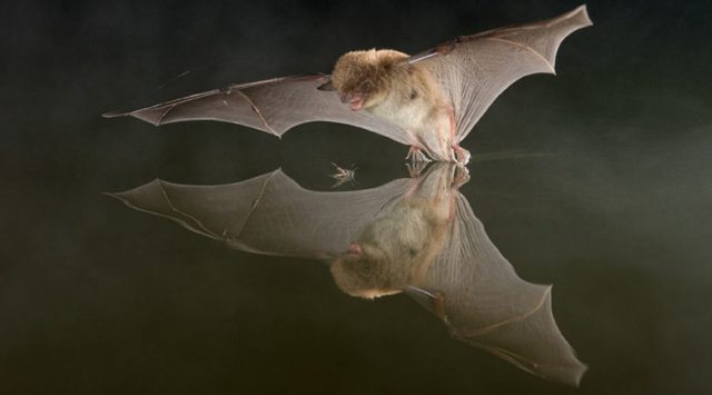 Daubenton's bat © Paul van Hoof. Bat Conservation Ireland.