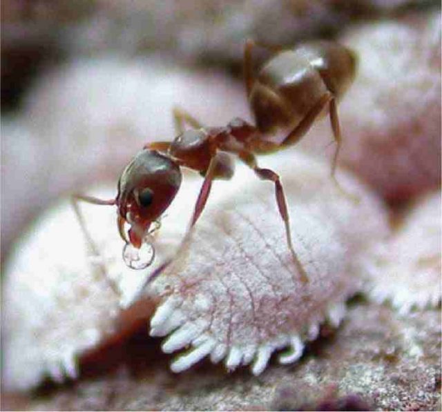 An ant tends an adult mealybug. A drop of honeydew, the sugar-rich mealybug excretion, can be seen in the ant's mouthparts. (California Agriculture)
