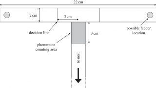 Metacognition in nonhumans