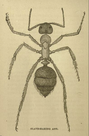 Illustration of a slave-making ant, from Chapters on Ants by Mary Treat, New York 1879