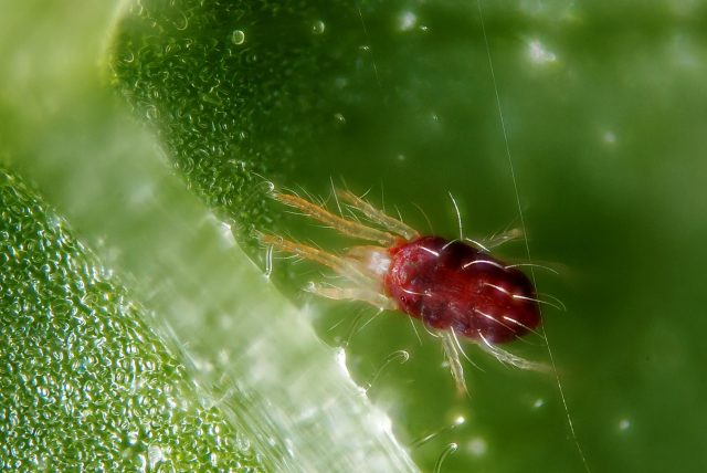 Female of a red spider mite from the T. urticae species Flickr: Gilles San Martin/CC BY-SA 2.0