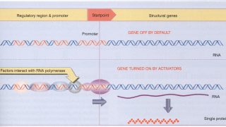 Transcriptional noise seems to correlate with more closed chromatin environments.