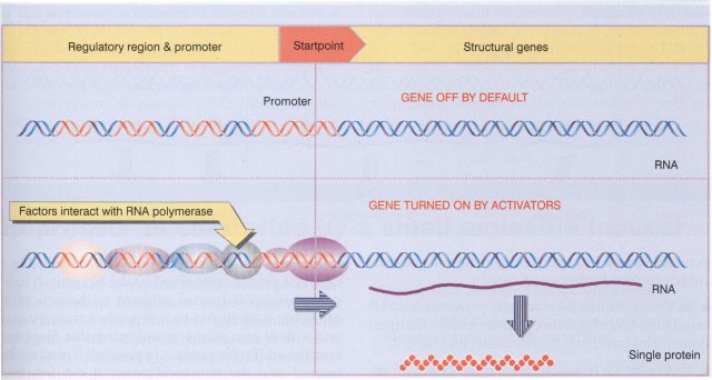 Reductionist scheme of a eukaryotic gene and its adjacent regulatory region. Several factors bind the regulatory DNA sequences close to gene sequence to effectively induce the gene transcription to RNA by the RNA polymerase (Thick purple ellipse). | Credit: Lewin, Benjamin (2000), Genes VII, Oxford University Press.