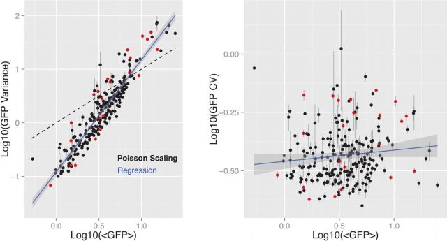 Figure 2: A) the correlation (blue line, R2 = 0.86, rs = 0.92, P < 0.001) between GFP mean expression and variance is consistent with non-Poissonian process and different from Poisson scaling (dashed line). B) The expression noise was uncorrelated (R2 = 0.013, rs = 0.12) with the expression mean.