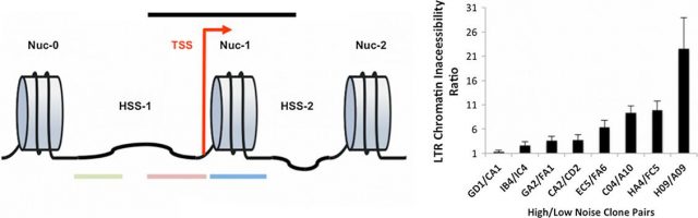 Figure 3. A) Map of nucleosome location along the HIV-1 promoter driving the expression of the used reporters (GFP and M2 smFISH). Regions devoid of nucleosomes are termed hypersensitive sites (HSS). B) Ratios of DNA inaccessibility around Transcription Start Site (TSS) region (highlighted in black) between high and low noise clones with similar expression mean.