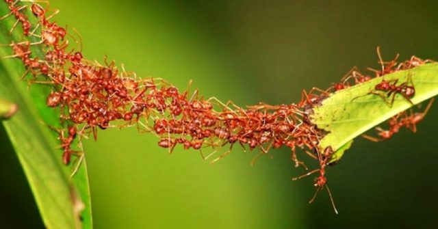 army-ants-use-own-bodies-to-build-movable-bridges