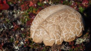 What if Alzheimer’s disease was caused by fungi?