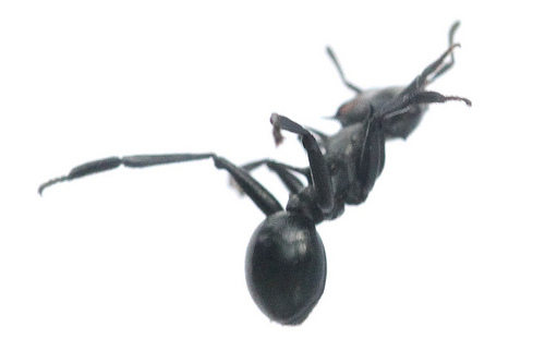 Ant in gliding position