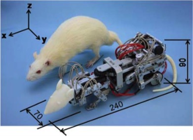 Figure 1. Waseda’s Robot rat WR-3 next to a mature laboratory rat. Credit: Ishii et al. (2013)