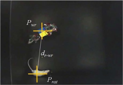 Figure 2. Robot rat WR-3 functioning as stressor for a laboratory rat. Orange crosses are superimposed references by the visual tracking system. Credit: Ishii et al. (2013)