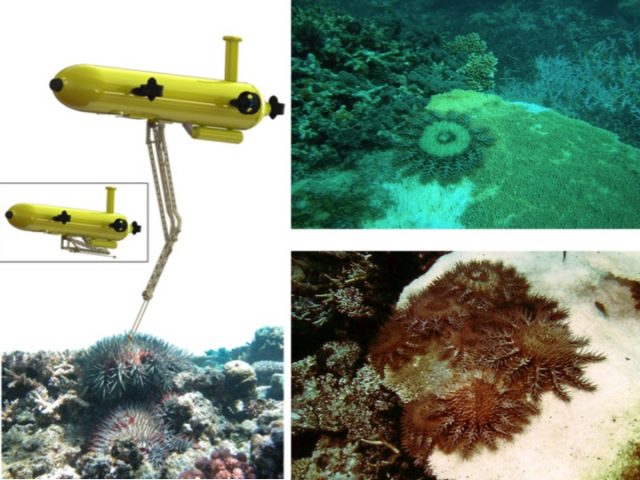 Figure 3. Left: The proposed underwater robot for COTS killing. Right: examples of COTS in the wild. Credit: Dayoub et al. (2015)