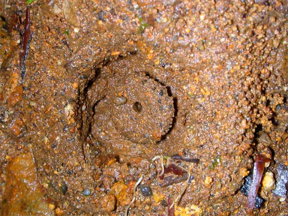 Typical nest entrance closed and camouflaged via phragmosis.