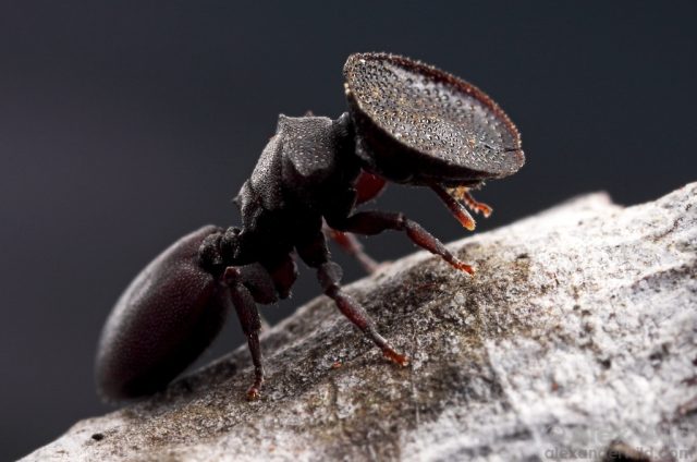 Figure 2. Phragmotic-headed ant. Image by Alex Wild.