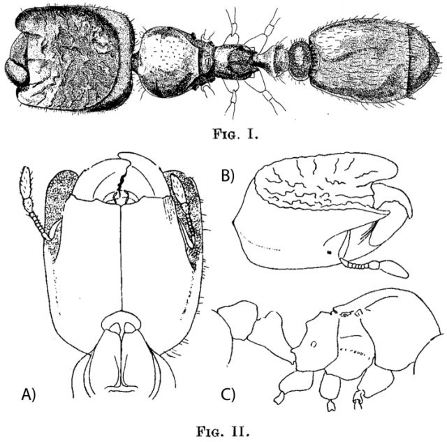 Carebara elmenteitae (Patrizi, 1948) – original drawings. Holotype phragmotic worker (I), dorsal view (II): A head in ventral view B head in oblique dorsolateral view C mesosoma and waist in profile.