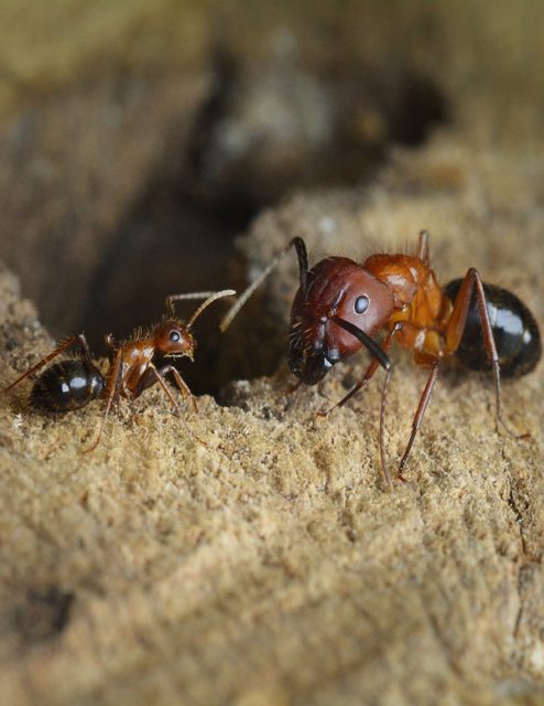 Florida carpenter ants, minor caste (left) and major caste (right). Credit: The lab of Shelley Berger, PhD, Perelman School of Medicine, University of Pennsylvania
