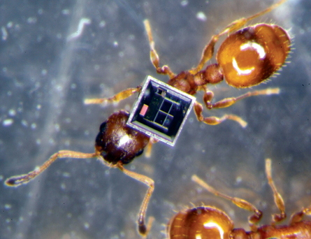 A worker ant (Temnothorax albipennis) carrying an electronic tag