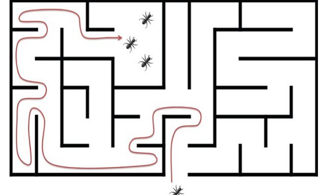 Path of ants with a left turning bias herding together in the same chamber