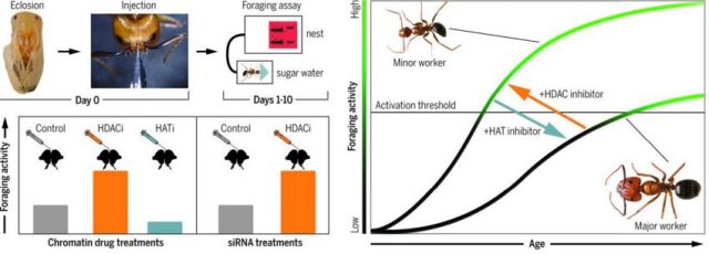 Injections of different drugs into the brains of the ants change their social behaviors.