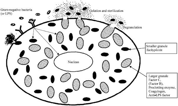 Figure 1. Detection of bacteria by the limulus amoebocyte and clotting response. Endotoxins (also known as LPS) bind surface receptor on the membrane of the blue blood cell amoebocyte. That triggers an intracellular response that releases the content of internal granules by membrane fusion. This content possesses coagulogen, a molecule that produces gelation/clotting of the surrounding medium | Credit: Akbar et al, (2010)